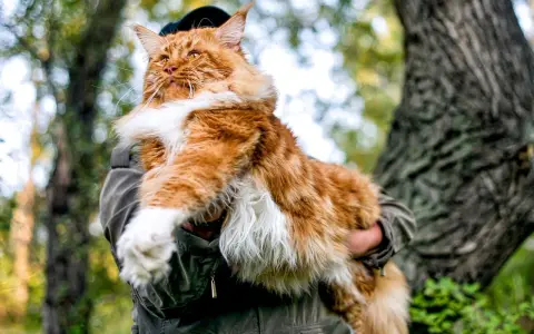 Rudzielec maine coon, majestatyczny kot, którego cena może zaskoczyć. W objęciach opiekuna, na tle leśnej przyrody.