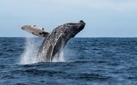 Wieloryb wyskakuje z wody, pokazując swoje płetwy. To dowód na to, gdzie żyją wieloryby - w głębinach oceanów.