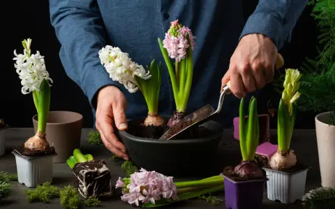 Händer planterar doftande hyacinter i rabatten. Vita, rosa och ljusgula blommor förbereds för våren.