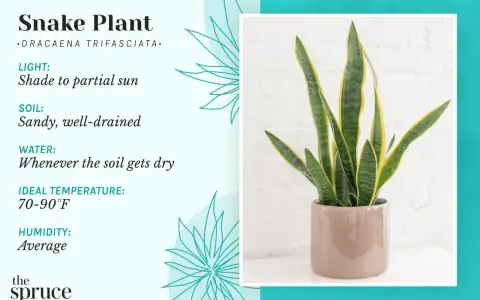 Snake plant care guide: light, soil, water, temperature, and humidity needs for this hardy houseplant.