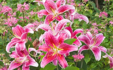 Vibrant pink lilies bloom, a beautiful reminder of when to transplant lilies for optimal growth.