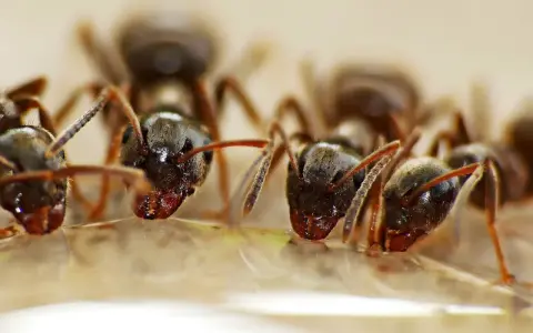 Des fourmis s'approchent d'une goutte d'eau oxygénée, comme si elles exploraient une nouvelle source d'eau pour leur fourmilière.