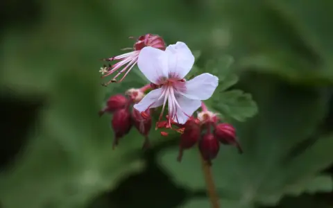 En ljusrosa blomma av Geranium macrorrhizum Spessart med mörkröda frökapslar mot en grön bakgrund.
