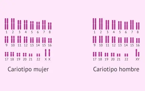Cariotipo humano femenino (XX) y masculino (XY), mostrando los pares de cromosomas ordenados.