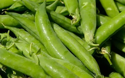 Gros plan sur des gousses de petit pois vertes et fraîches, prêtes à être récoltées. La culture petit pois est une tradition printanière.