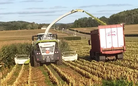 A CLAAS forage harvester chops corn, filling a trailer. This corn silage is used for animal feed, preserving nutrients for livestock.
