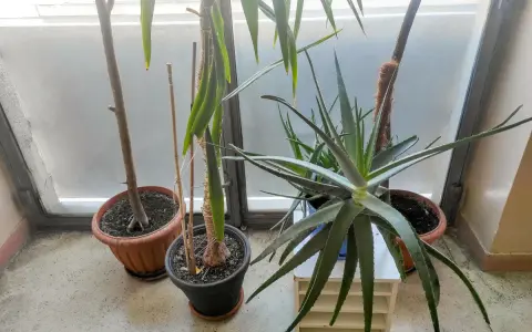 Rośliny doniczkowe, w tym aloes, stoją przy oknie. Czy aloes jest trujący dla kota? Nie, aloes nie jest trujący dla kota, ale może powodować problemy żołądkowe.