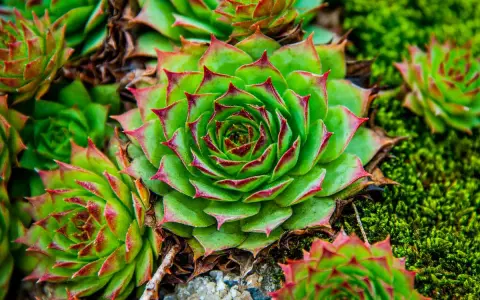 Gros plan sur une joubarbe en pot, ses feuilles vertes aux pointes rouges formant une rosace parfaite, entourée de mousse verte.