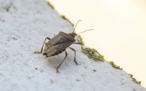 Un tipo de chinche marrón con antenas largas camina sobre una superficie blanca texturizada.
