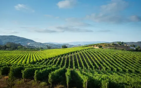 Grüne Weinberge erstrecken sich über Hügel, ein malerischer Anblick, der an den frischen Geschmack von vinho verde erinnert.