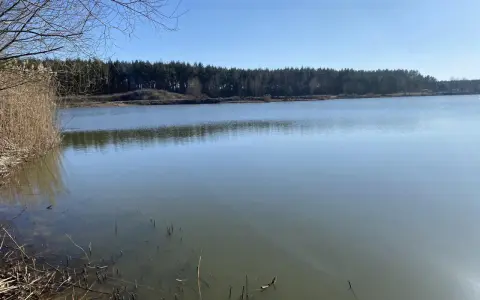 Spokojne jezioro Osieczna z trzcinami na brzegu i lasem w tle.