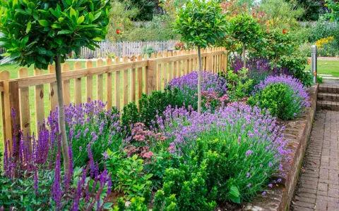 En vacker rabatt med lavendel perenn som blommar i lila nyanser, kantad av en trästaket och gröna buskar.
