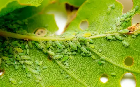 Colonia de pulgones verdes y algunos pulgones amarillos infestan un tallo y una hoja de planta, alimentándose de su savia.