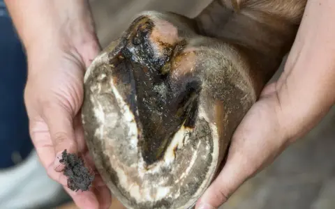 Gros plan sur un glome de cheval mou, sale et humide, tenu par des mains. Un petit tas de terre est visible dans une main.