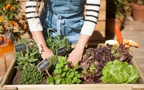 Manos cuidando un huerto en casa con lechugas, menta y salvia. Herramientas de jardinería a un lado.