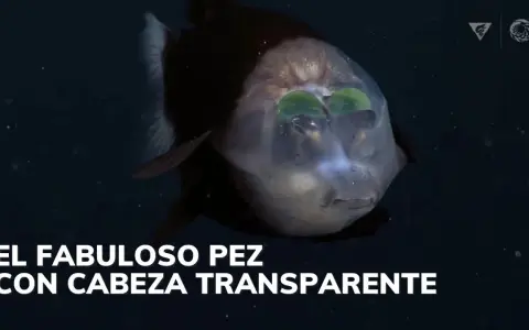 Un pez duende con cabeza transparente y ojos verdes brillantes nada en la oscuridad.