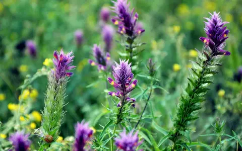 Fleurs d'astragale violettes et jaunes dans un champ verdoyant. L'astragale est connue pour ses nombreux bienfaits pour la santé.