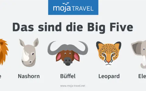 Die Big Five Afrikas: Löwe, Nashorn, Büffel, Leopard und Elefant als Illustrationen.
