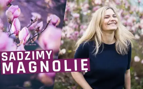 Kiedy sadzi się magnolie, aby uniknąć błędów i zapewnić wzrost