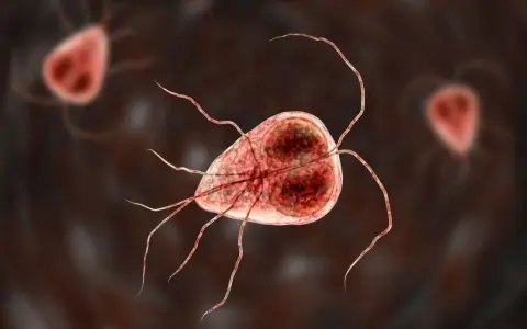 Mikroskopijny obraz Giardia, pasożyta powodującego problemy żołądkowe u psów. Leczenie giardii u psa jest kluczowe.