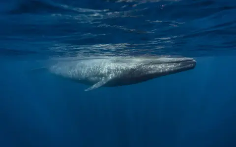 A blue whale swims underwater, its body illuminated by sunlight filtering through the ocean's surface.