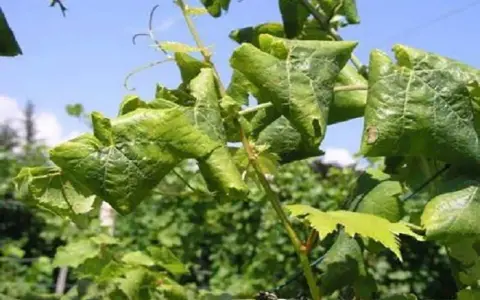 Foglie di vite accartocciate e ingiallite, sintomo della flavescenza dorata.