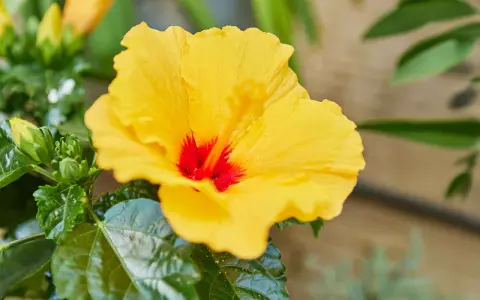 Un magnifique hibiscus jaune vif avec un cœur rouge profond. Ses feuilles vertes et lustrées suggèrent une belle rusticité, promettant une floraison durable.