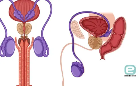 Ilustracja anatomiczna męskiego układu rozrodczego: pęcherz, prostata, nasieniowody, jądra i prącie.
