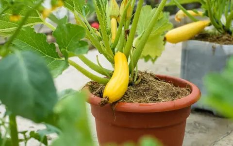 Une courgette jaune pousse dans un pot en terre cuite, entourée de feuilles vertes et de fleurs.