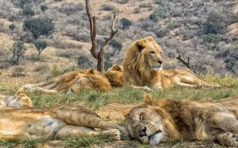 Lwy odpoczywają na trawie w Kruger Park. Jeden lew patrzy w bok, podczas gdy reszta śpi.