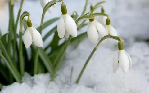 Des perce-neige fleurissent courageusement dans la neige, annonçant le retour du printemps.