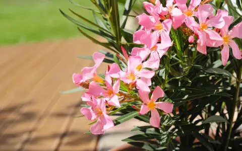 Ein Oleander mit zarten rosa Blüten steht bereit zum Umtopfen. Die Sonne scheint auf die Holzterrasse.