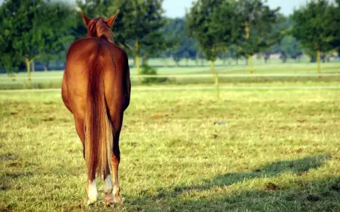 Un magnifique cheval bai, la crinière au vent, se tient dans un pré verdoyant.