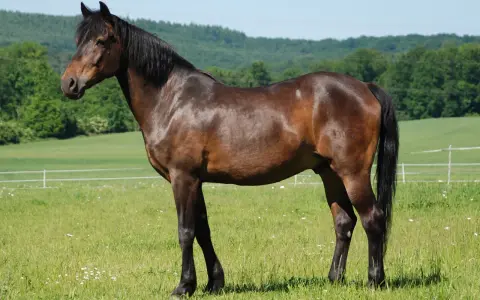 Ein braunes deutsches Reitpony steht auf einer grünen Wiese mit Blumen.