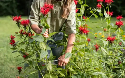 A gardener trims bright red bee balm, a beautiful perennial, in a lush garden.