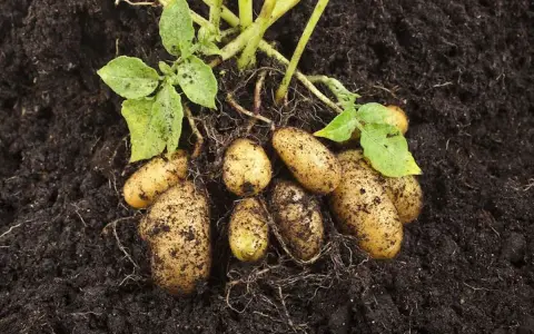 Frisch aus der Erde: Mehrere Kartoffeln mit Wurzeln und grünen Blättern. Ein Zeichen, wann Kartoffeln ernten.