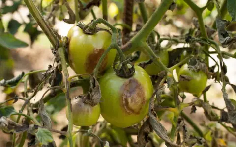 Pomodori verdi con macchie marroni e foglie secche, segni evidenti di malattie pomodori.