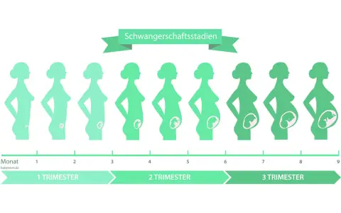 Illustration zeigt die Entwicklung des Babys in verschiedenen Schwangerschaftswochen, von Monat 1 bis 9.