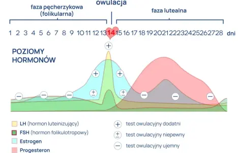 Wykres cyklu menstruacyjnego. Widać piki LH (hormon luteinizujący) i estrogenu przed owulacją. LH co to? To hormon kluczowy dla uwolnienia komórki jajowej.