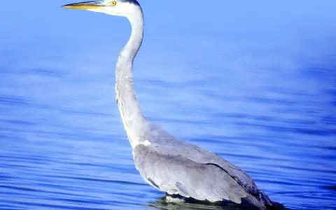 Una garza real, con su largo cuello curvado, espera pacientemente en las aguas azules.