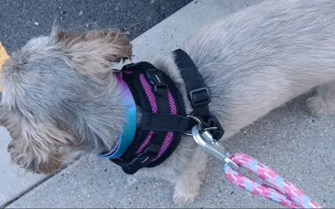 Szelki czy obroża dla Shih Tzu - co zapewni bezpieczeństwo i komfort?