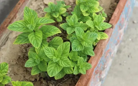 Plantes de menthe verte luxuriantes dans un bac. Apprenez comment tailler la menthe pour une croissance optimale.