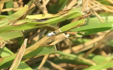 A chinch bug, a common pest in the chinch bug life cycle, rests on a blade of grass.