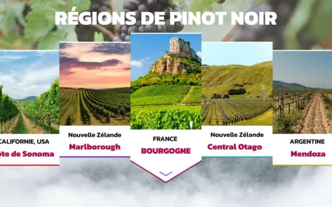 Cinq régions viticoles célèbres pour le pinot noir : Californie, Nouvelle-Zélande (Marlborough et Central Otago), France (Bourgogne) et Argentine (Mendoza).