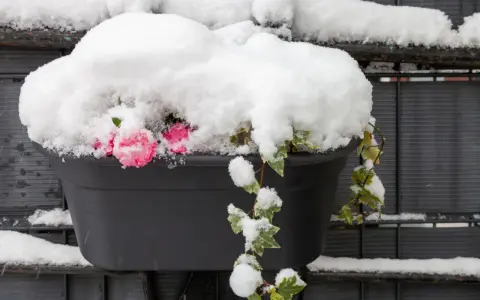 Balkon zimą: czarna donica z różowymi kwiatami i bluszczem przykryta grubą warstwą śniegu.