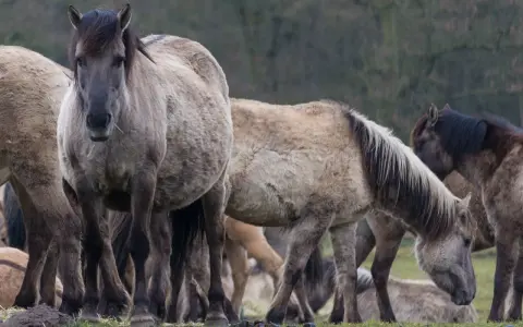 Eine Herde wilder Pferde in Deutschland, die auf einer grünen Wiese grasen. Ihre dicken Felle schützen sie vor der Kälte.