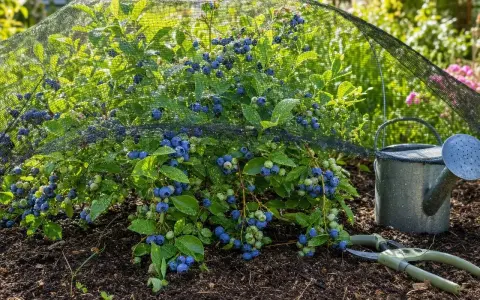 Un buisson de myrtilles couvert d'un filet protecteur, avec des baies bleues et vertes. Un arrosoir et un sécateur sont à proximité, prêts pour l'entretien de la bruyère qui sèche.
