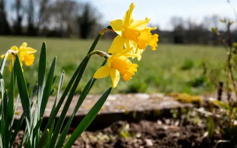 Jonquilles jaunes éclatantes, prêtes à annoncer le printemps. Le moment idéal pour savoir quand planter les bulbes de jonquilles est à l'automne.