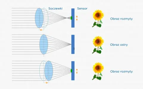 Schemat pokazuje, jak soczewki i sensor współpracują, by uzyskać ostry obraz. Autofocus dostosowuje pozycję soczewek, by obraz słonecznika był wyraźny.