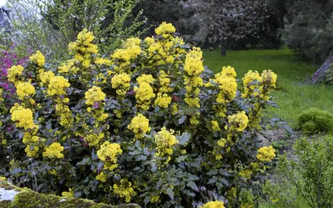 Mahonia: Jakie rośliny sadzić obok? Sekrety pięknej rabaty!